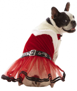 christmas dog clothes from Petsmart- Martha Stewart and Bret Michaels
