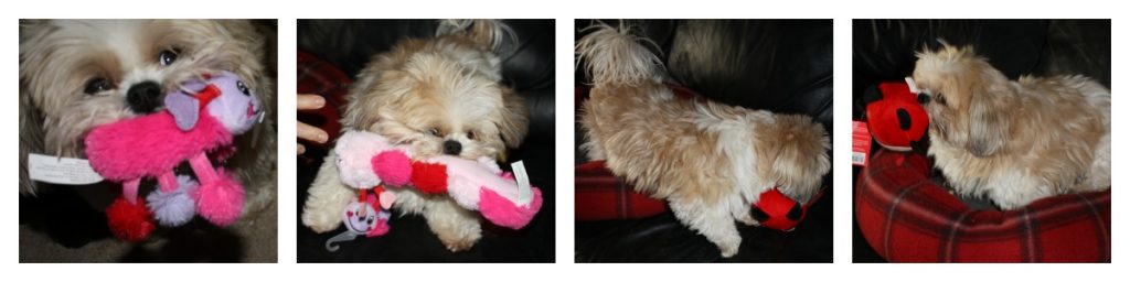 Angel with dog toys from Pet Smart Luv-A-Pet collection