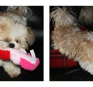 Angel with dog toys from Pet Smart