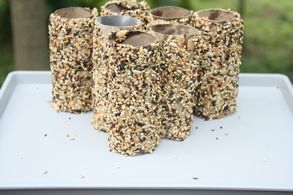 The Best Recycled Bird Feeders using Toilet Paper Rolls on a tray