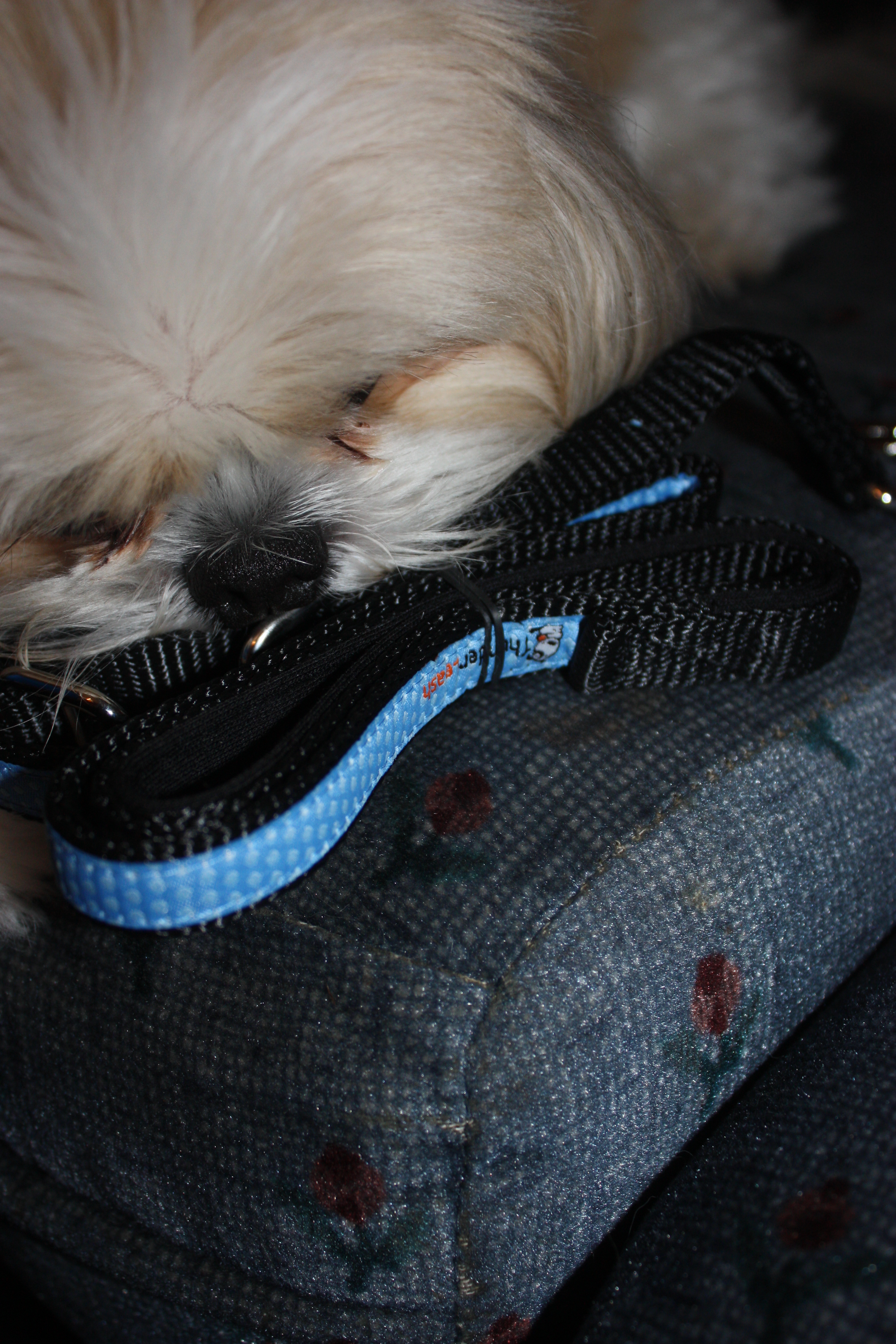 thunder leash instructions