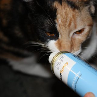 ThunderSpray for Dogs and Cats- Keeping pet calm during the holidays