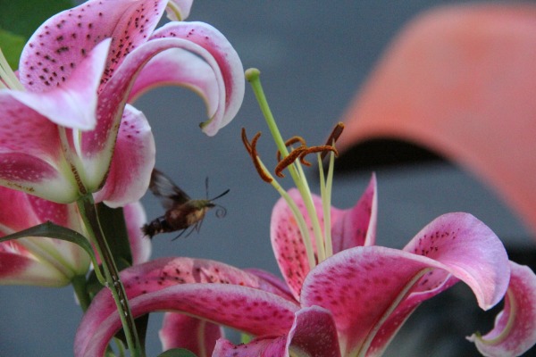 Humming bird bee between lillies