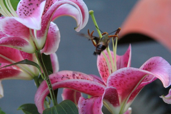 Humming bird bee flying into lilly