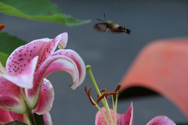 Humming bird bee in flight towards lilly