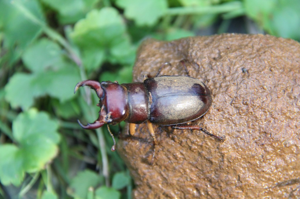 An Elephant Stag Beetle Chilling out in my yard