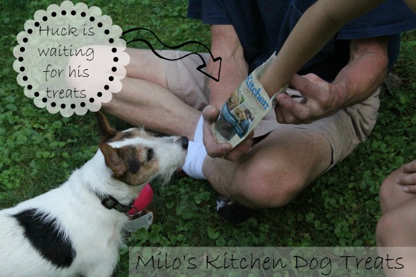 Milo's Kitchen Dog Treats Huck waiting for his treat