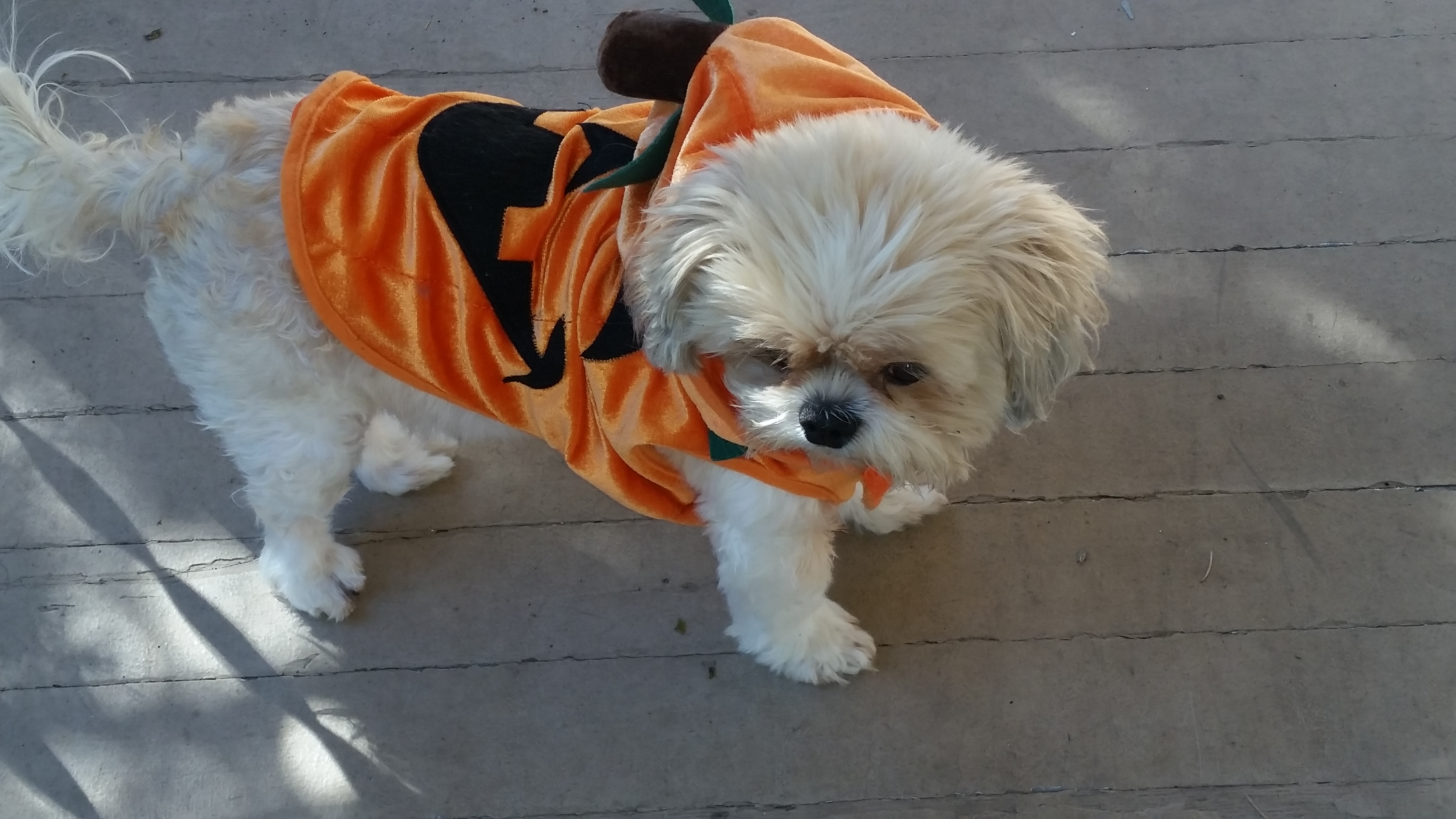 Angel Puppy as a pumpkin