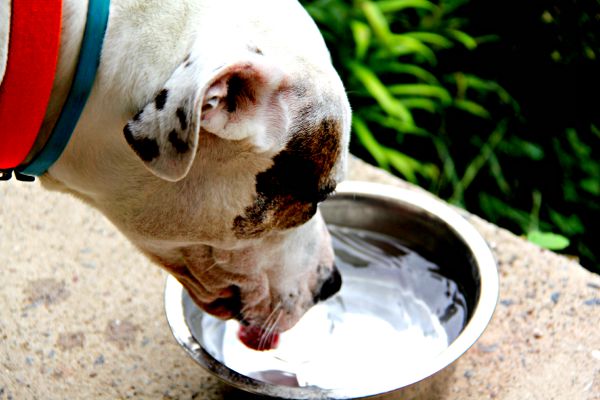 Always give your dog fresh water