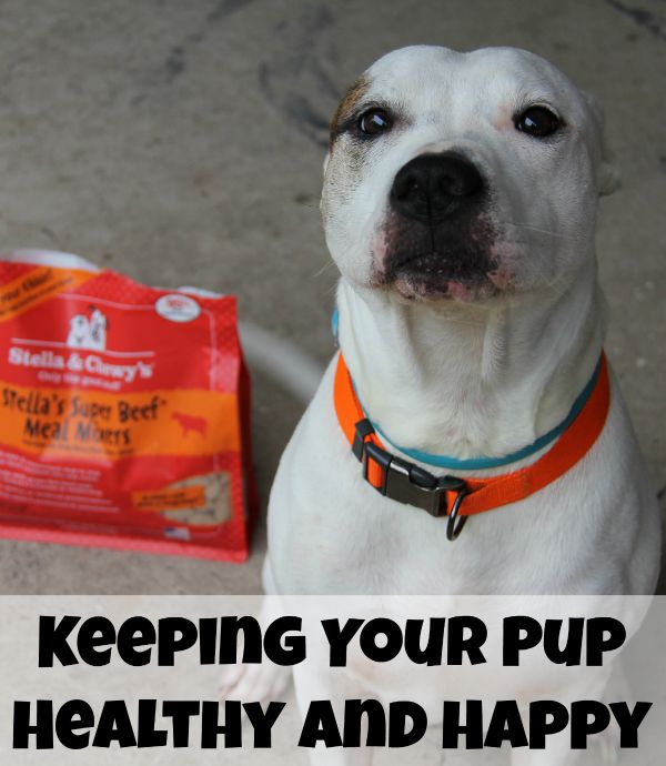 Keeping Your Pup Healthy and Happy