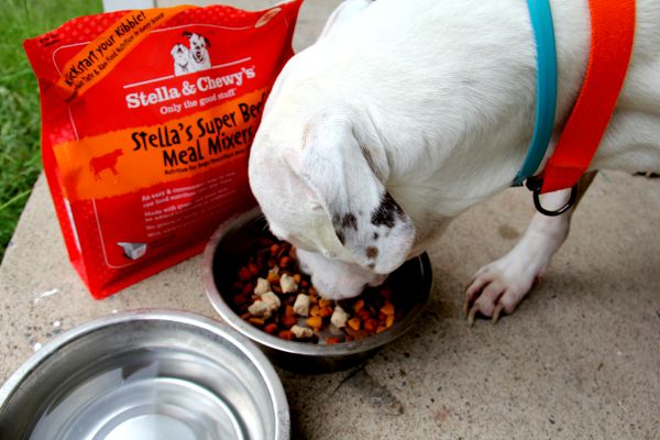 Raw pet food diet for a healthy dog
