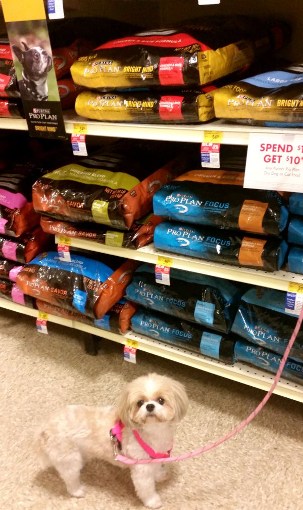 Switching Angel to Purina Pro Bright Minds- in the store