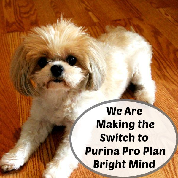 Switching Angel to Purina Pro Bright Minds- instagram