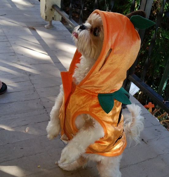 angel pumpkin dog