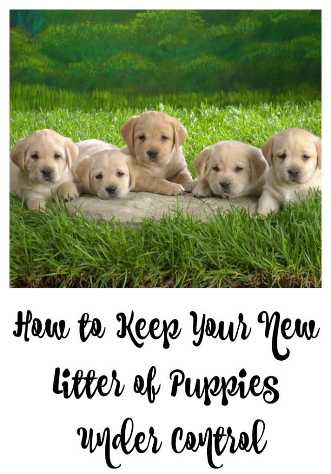 How to Keep Your New Litter of Puppies Under Control