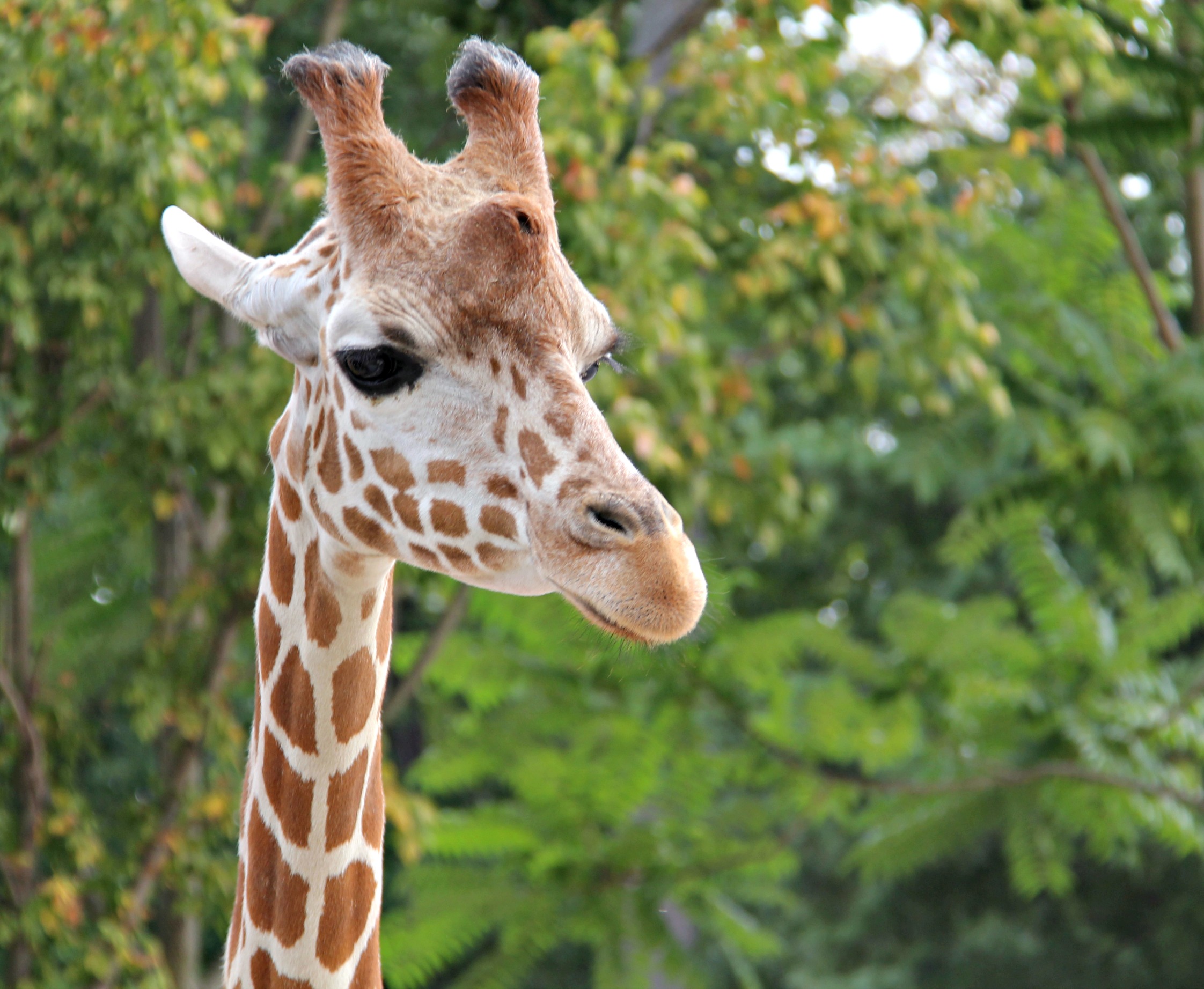 giraffe-at-the-zoo