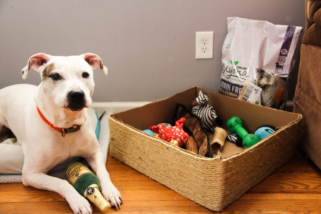 container store dog toy storage