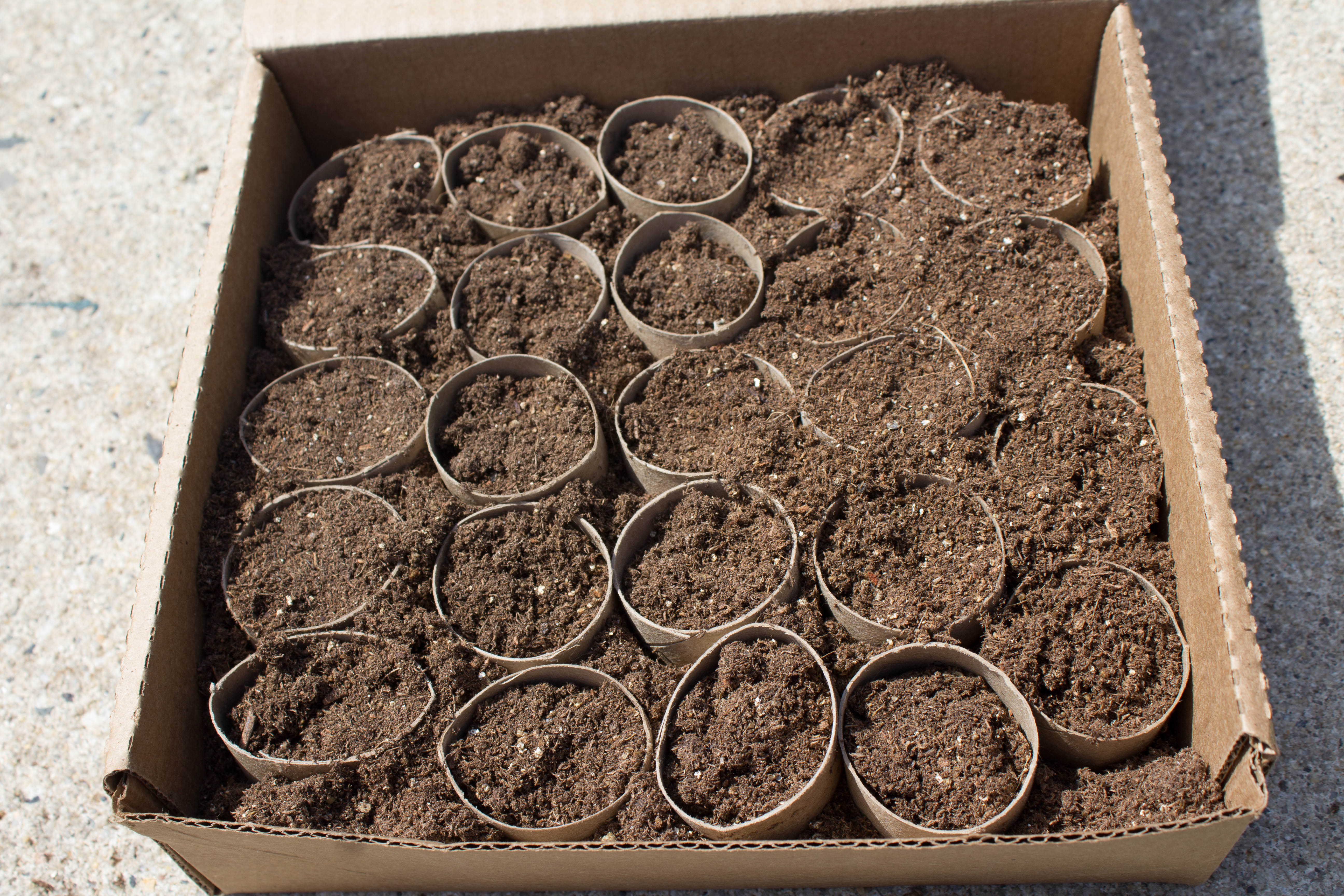 Toilet Paper Roll Seed Starters