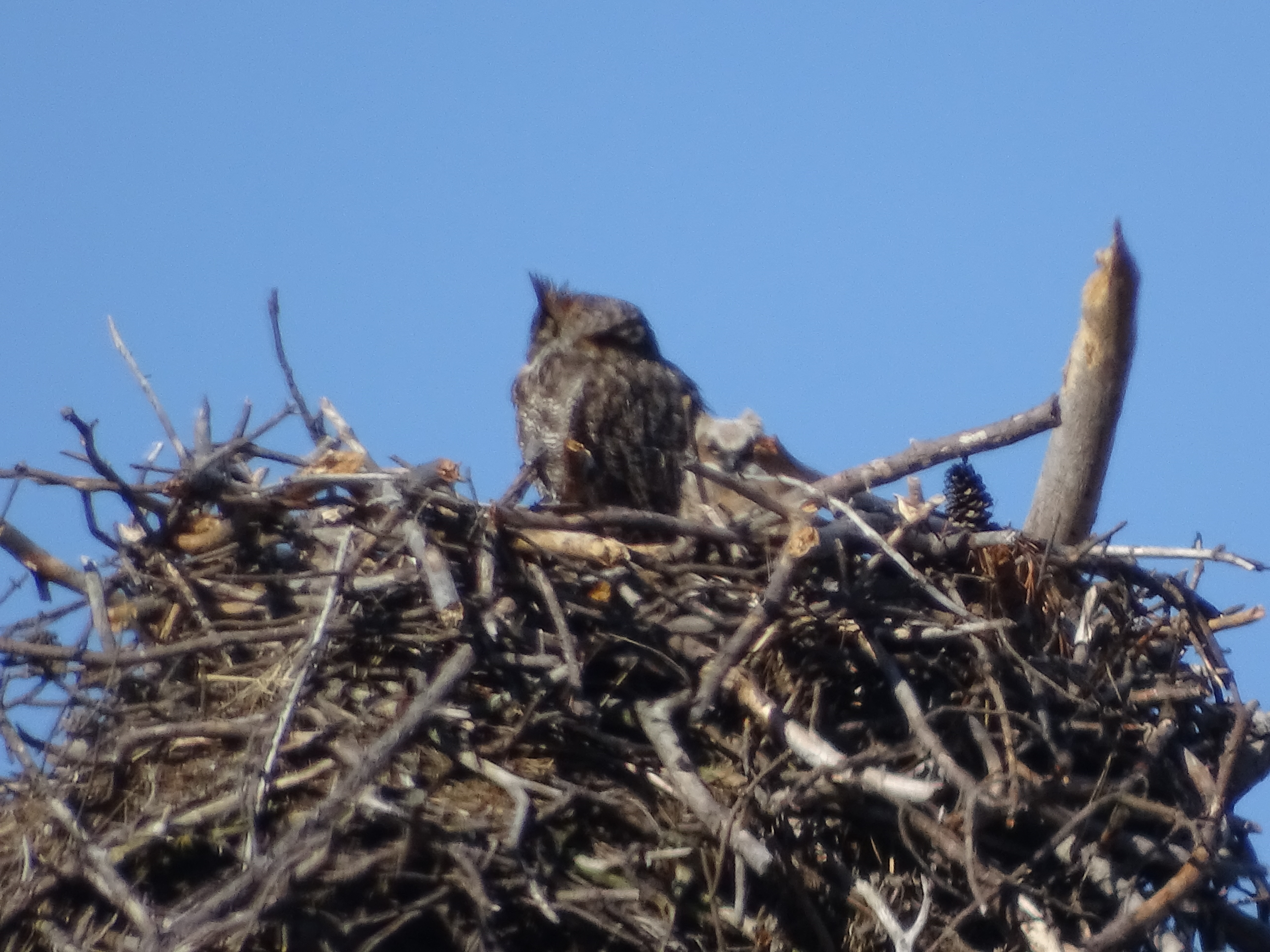 Horned owl and baby in an eagle's nest at Blackwater National Wildlife refuge