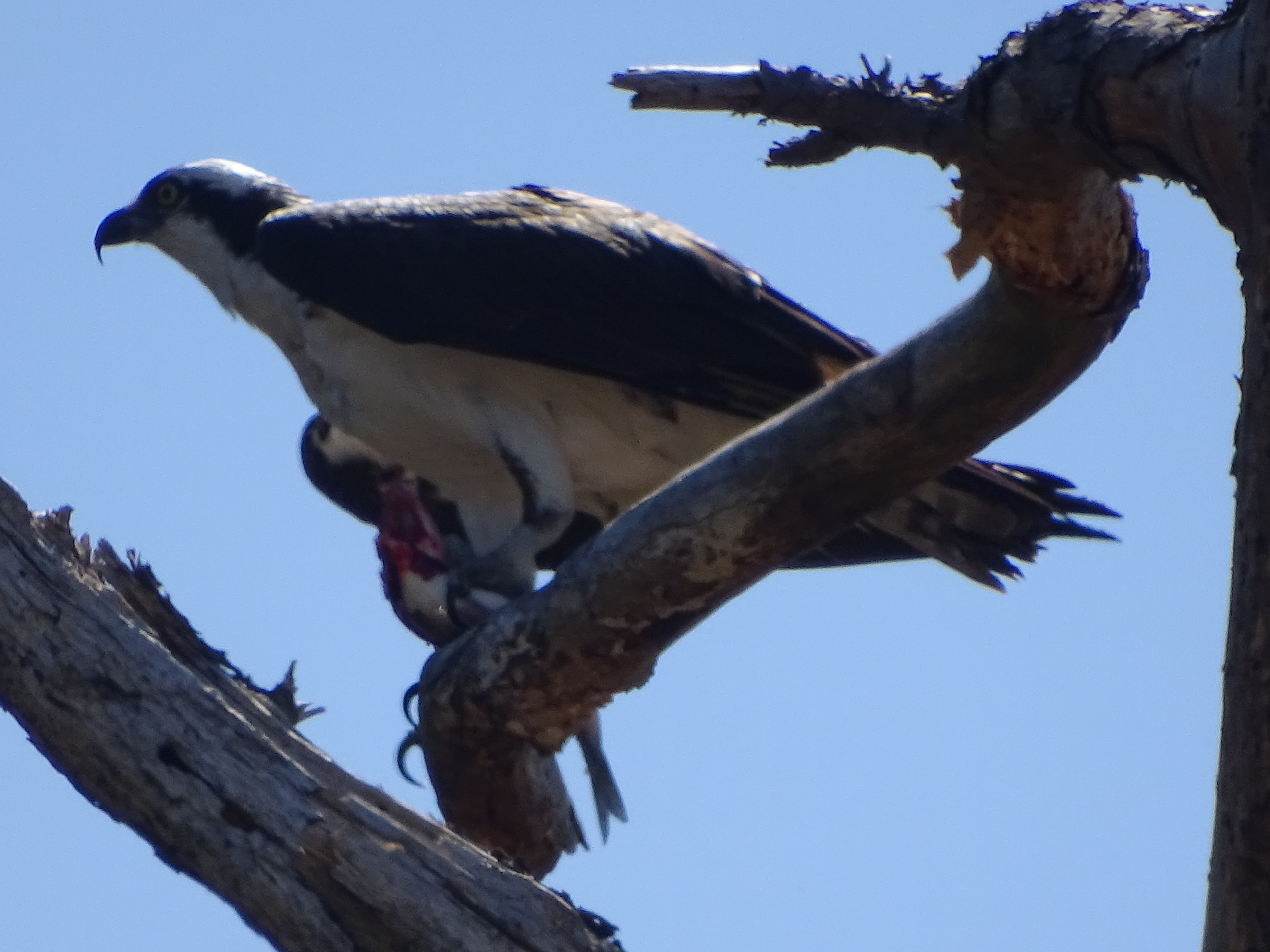 Osprey eating a fish at Blackwater National Wildlife refuge