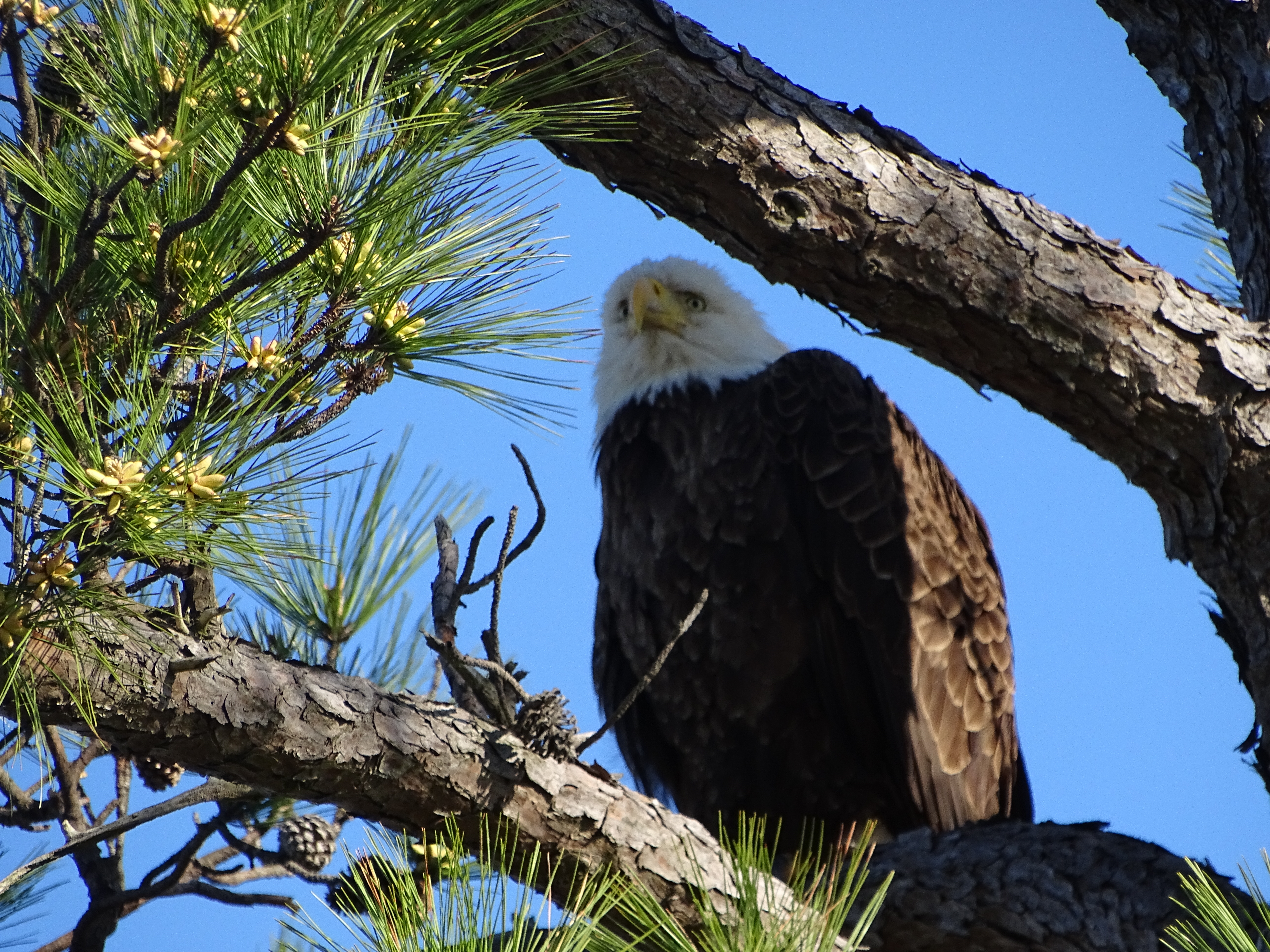 Picture of an upclose eagle at Blackwater National Wildlife refuge