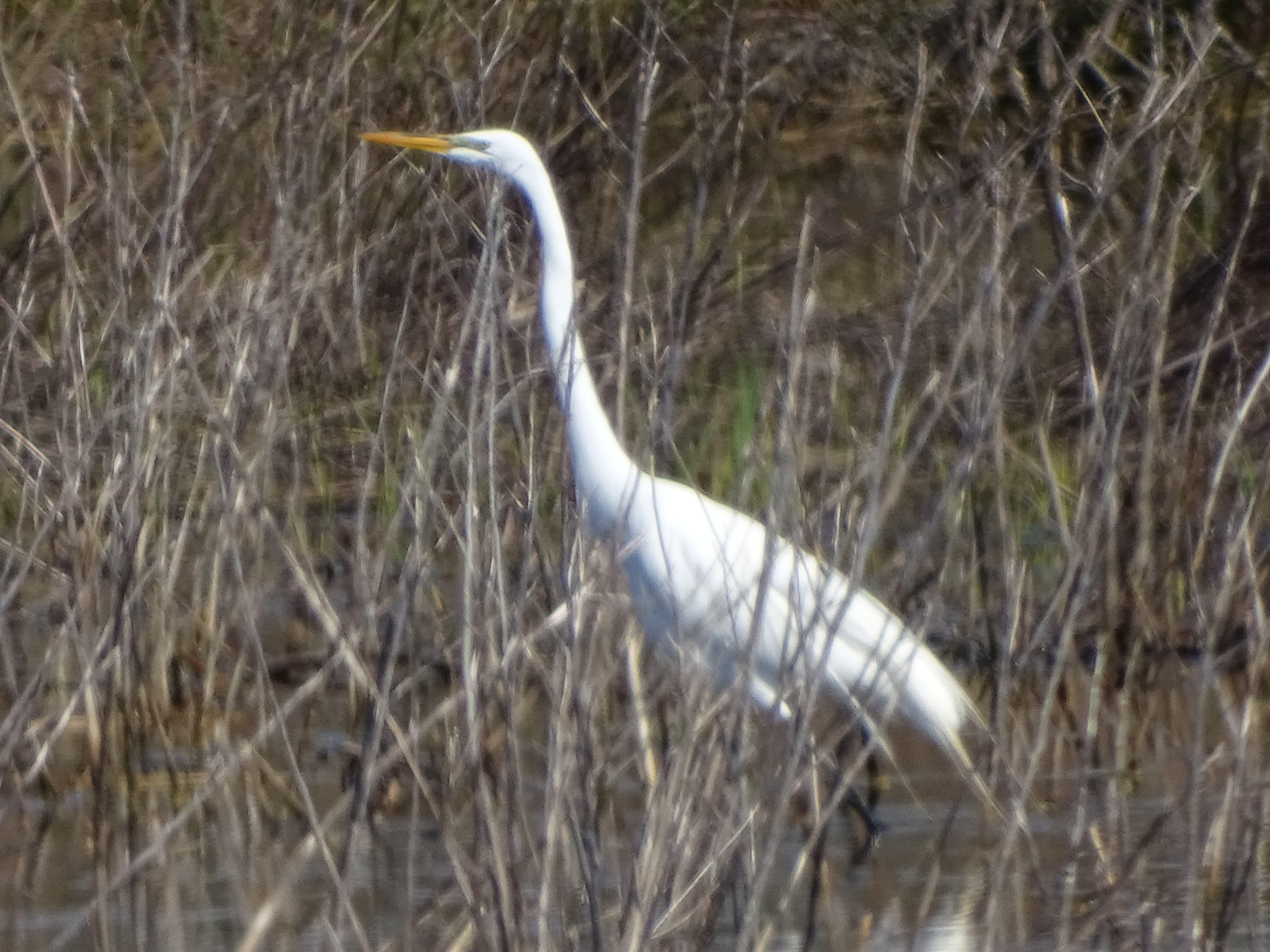 egret hiding in the brush at Blackwater National Wildlife refuge