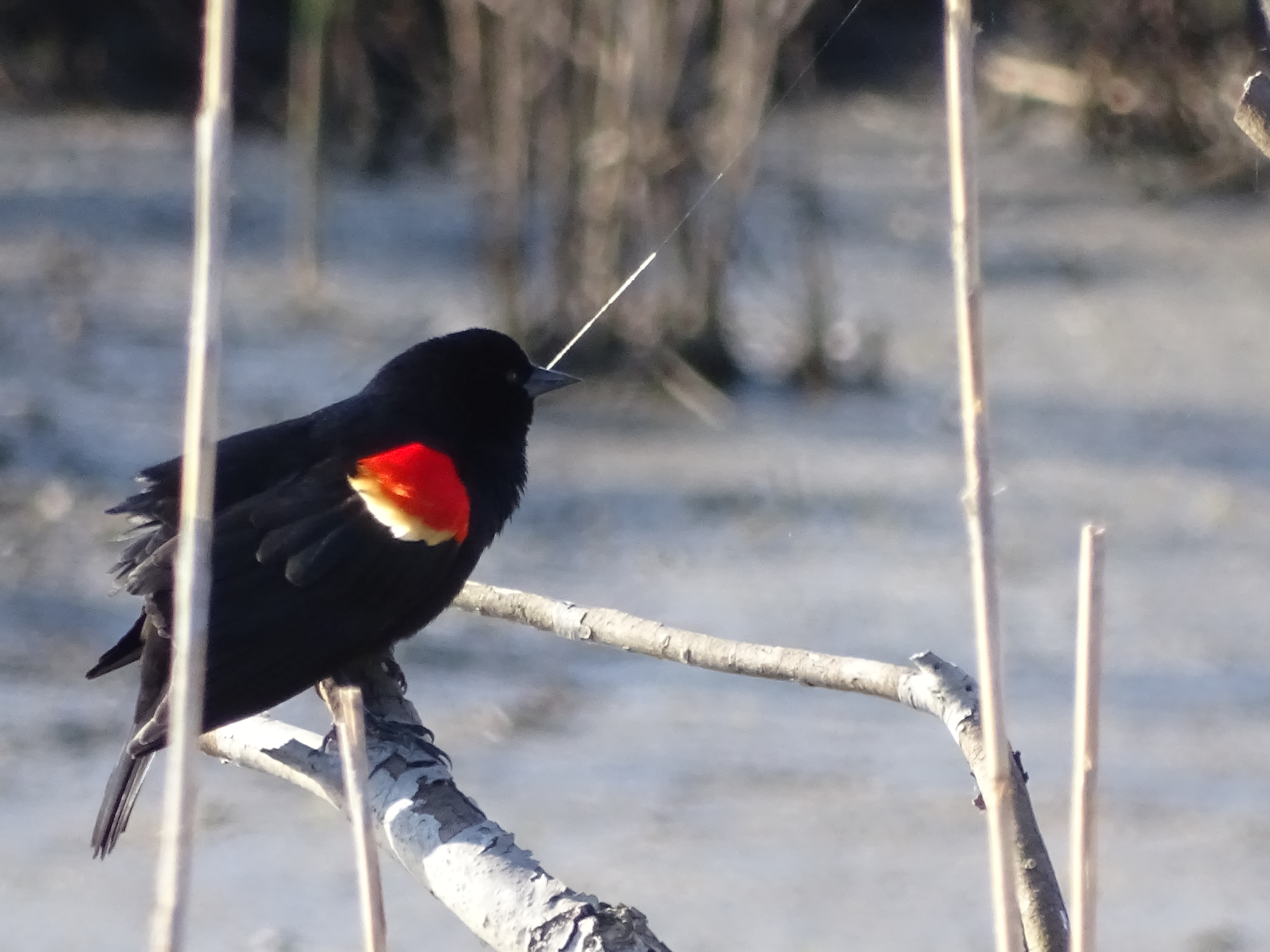 red winged black bird at Blackwater National Wildlife refuge