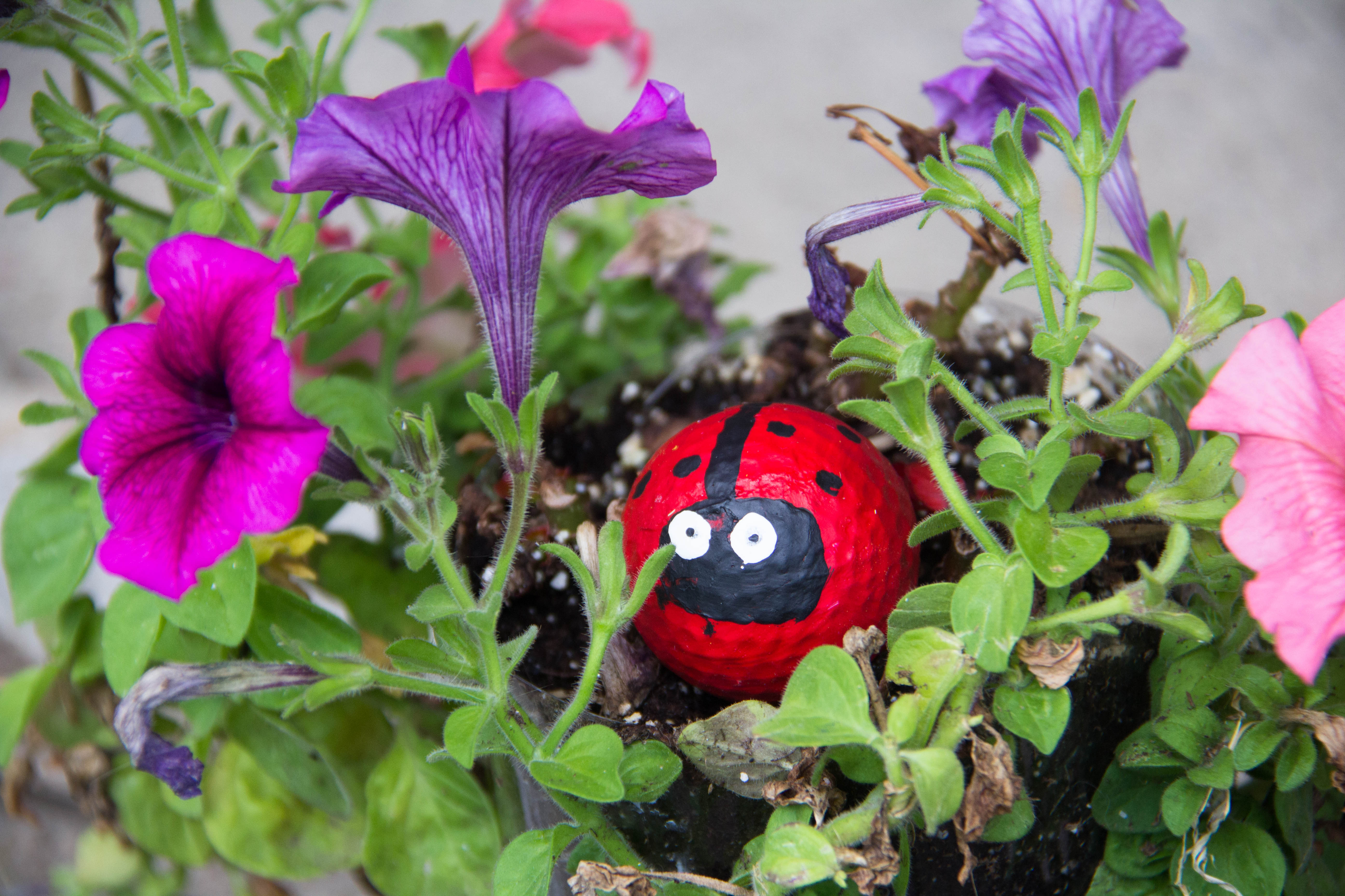 Looking for a fun garden decoration that you can make with the kids? These lady bug golf balls are easy to make and so cute.