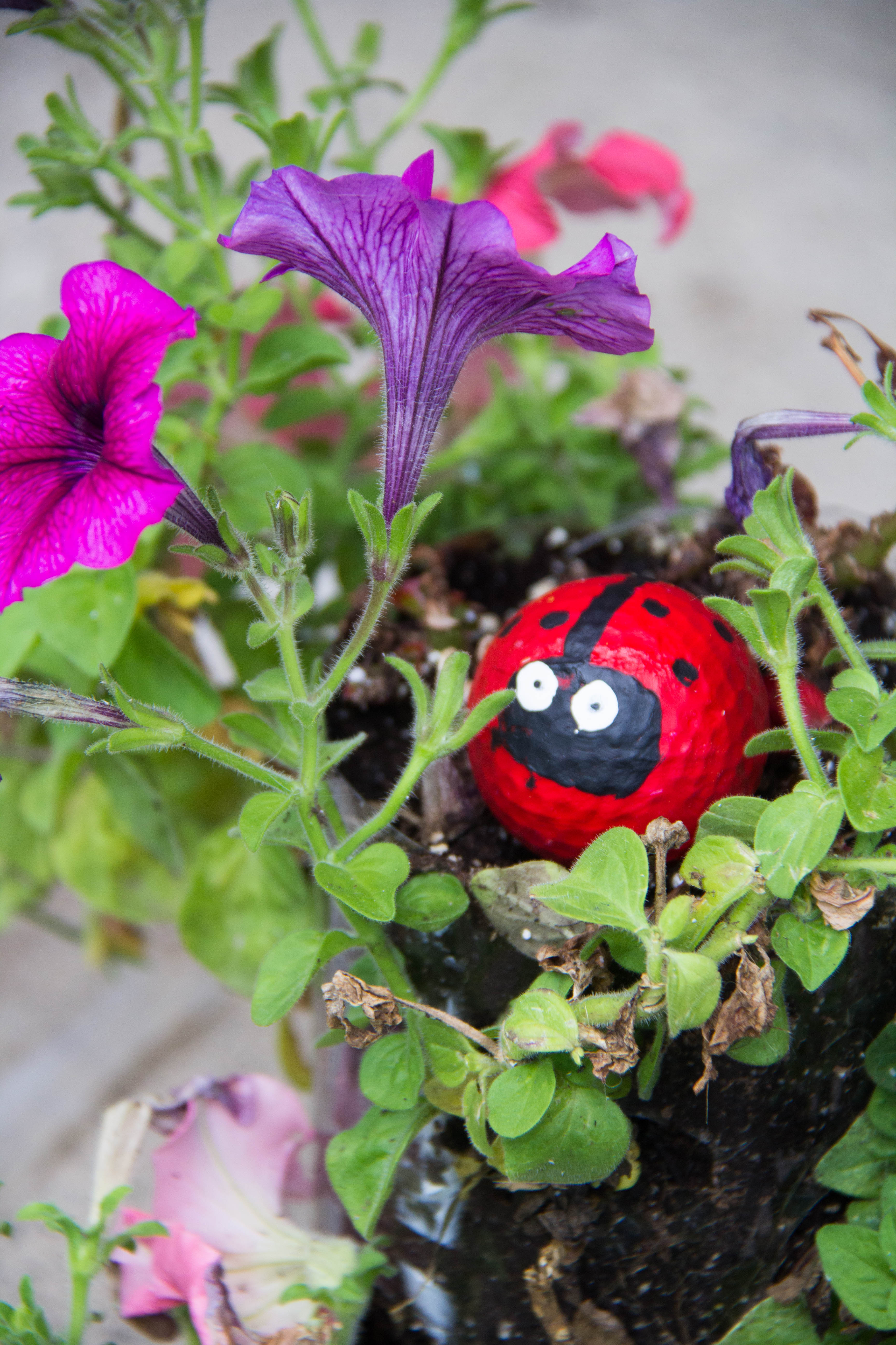 Looking for a fun garden decoration that you can make with the kids? These lady bug golf balls are easy to make and so cute.