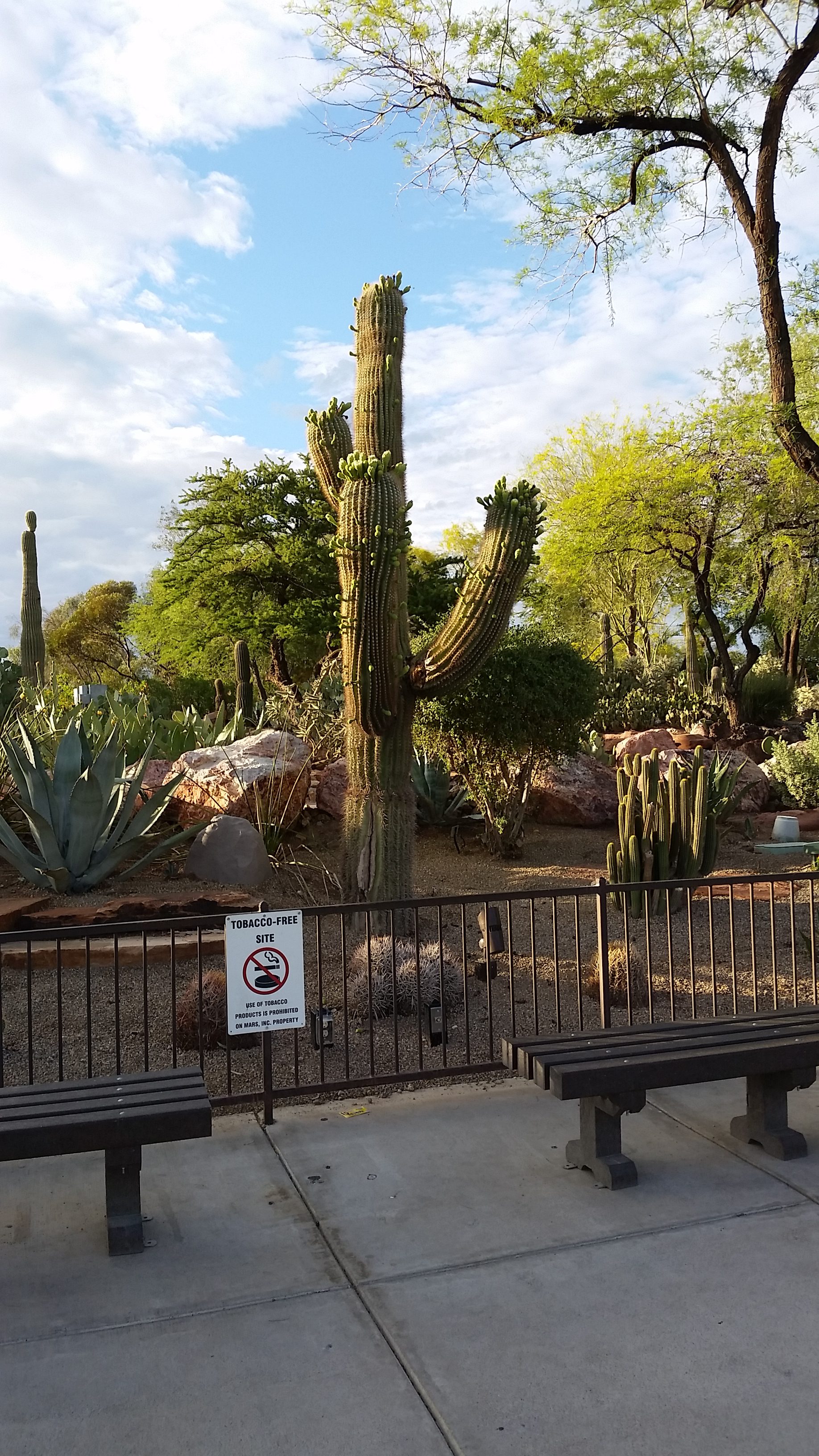 Looking for free things to do in Las Vegas. Visit Ethel M's Chocolate Factory and walk around the largest botanical in the South West