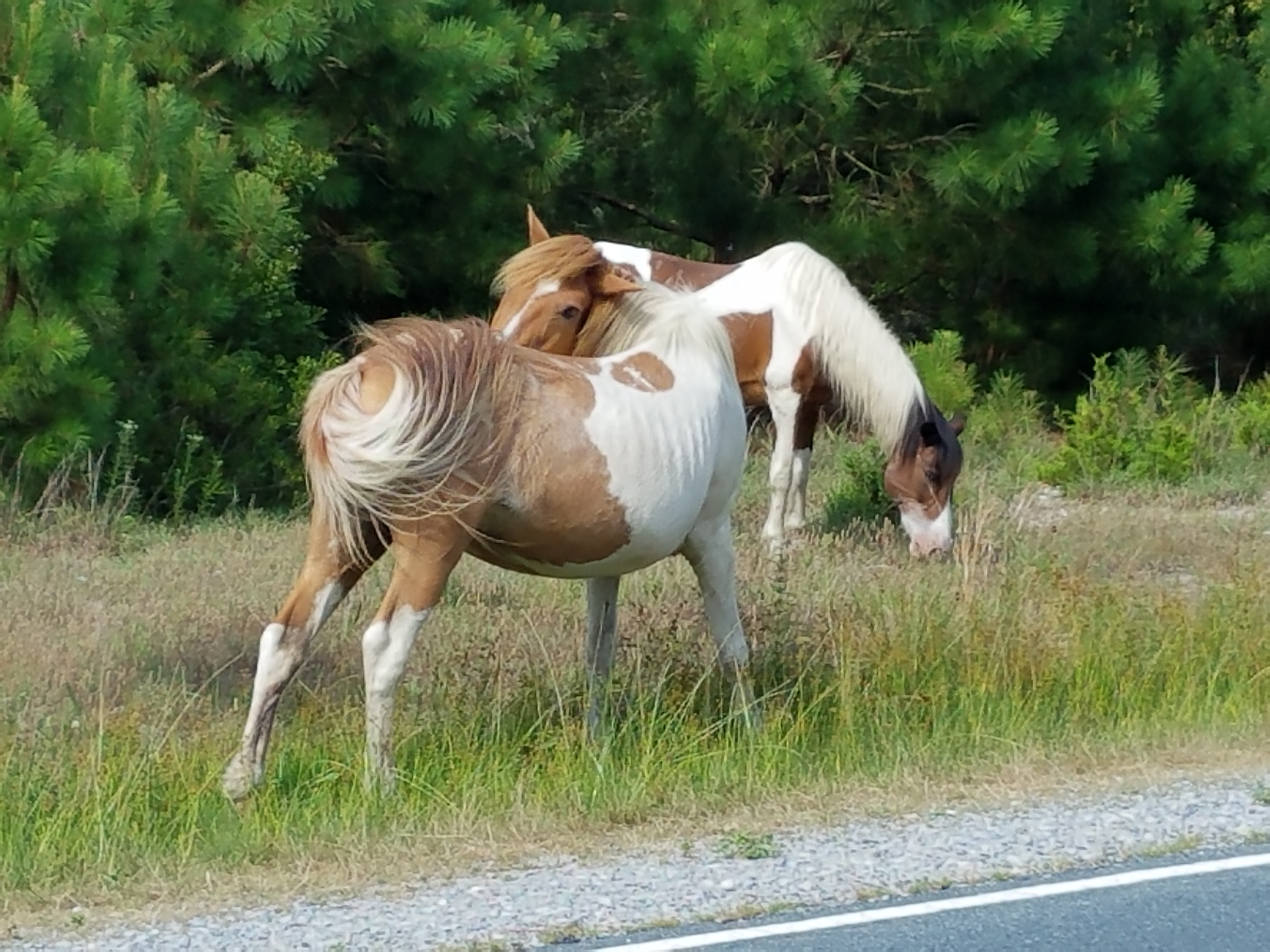 Assateague Island is known for the wild horses that roam the island. There is also enjoy swimming, camping, kayaking, paddle board, or wind surfing and more