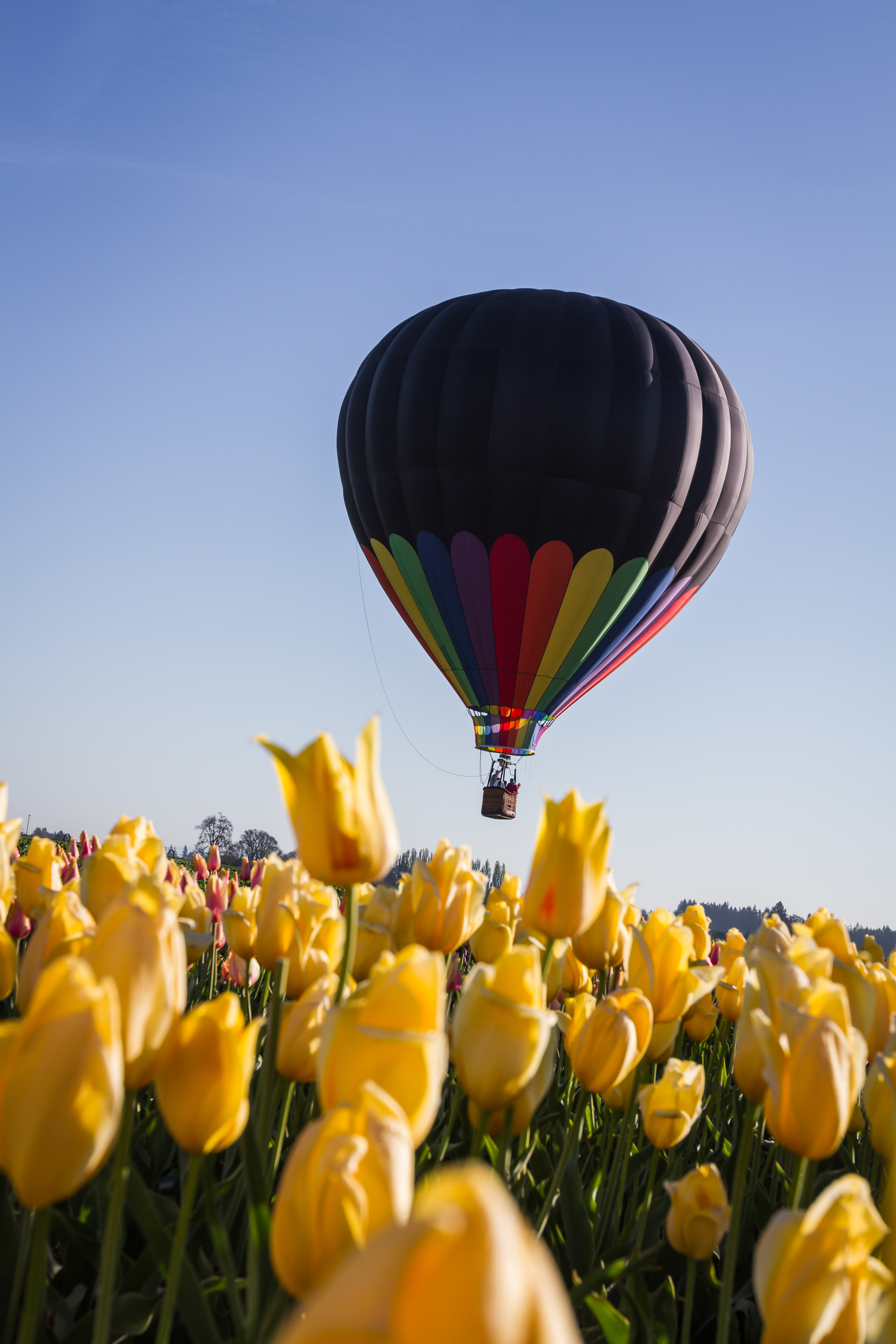 Looking for something to do in Temecula? Take a balloon tour in Temecula. This is a lovely way to see the countryside. See what balloon tour is perfect for your trip.