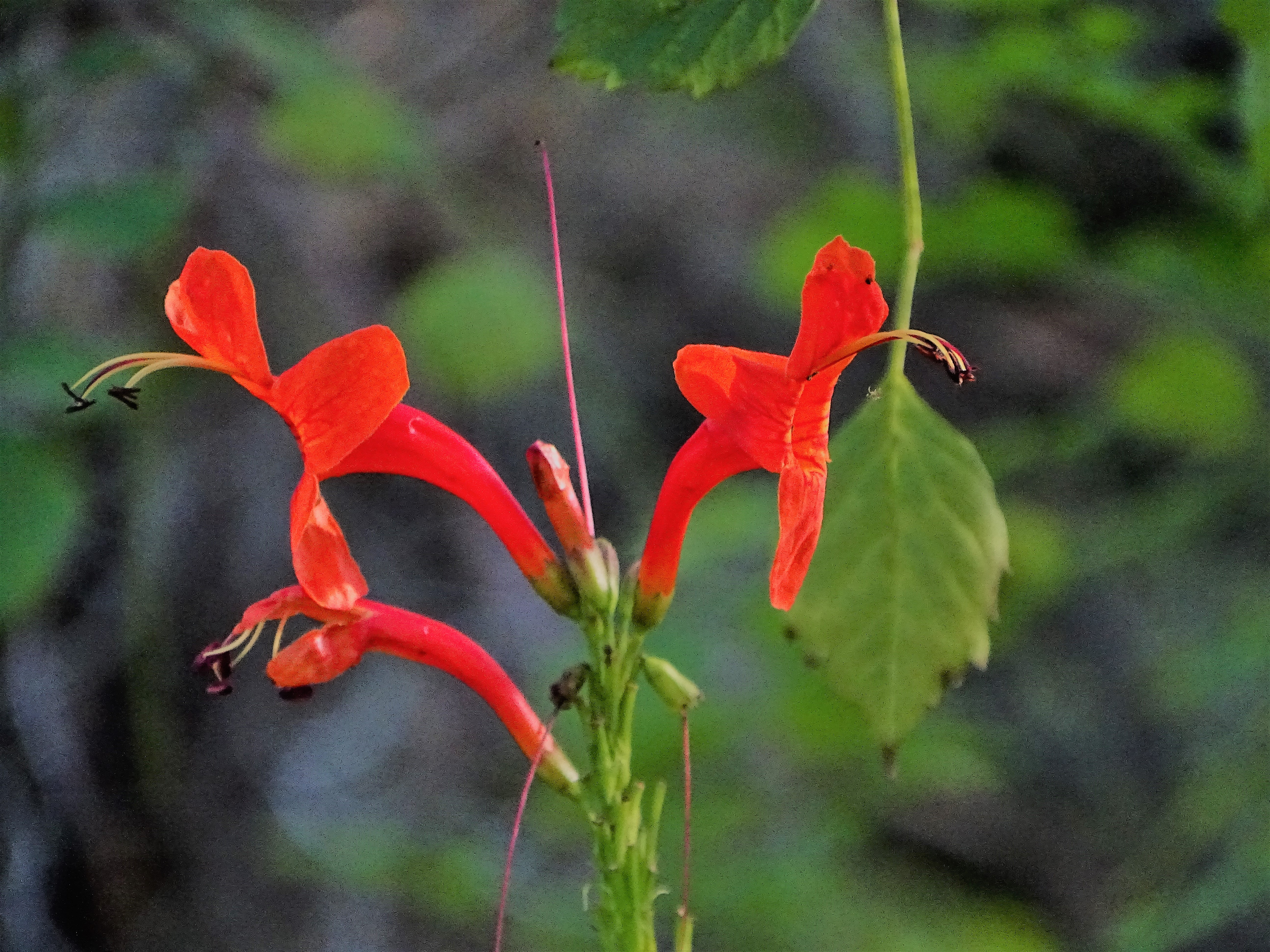 ref flower in the Cypress Gardens at Legoland Florida