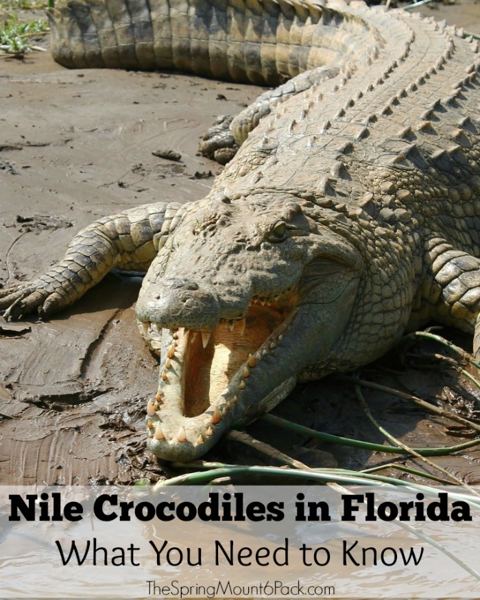 There are Nile Crocodiles in Florida. Here is what you should know