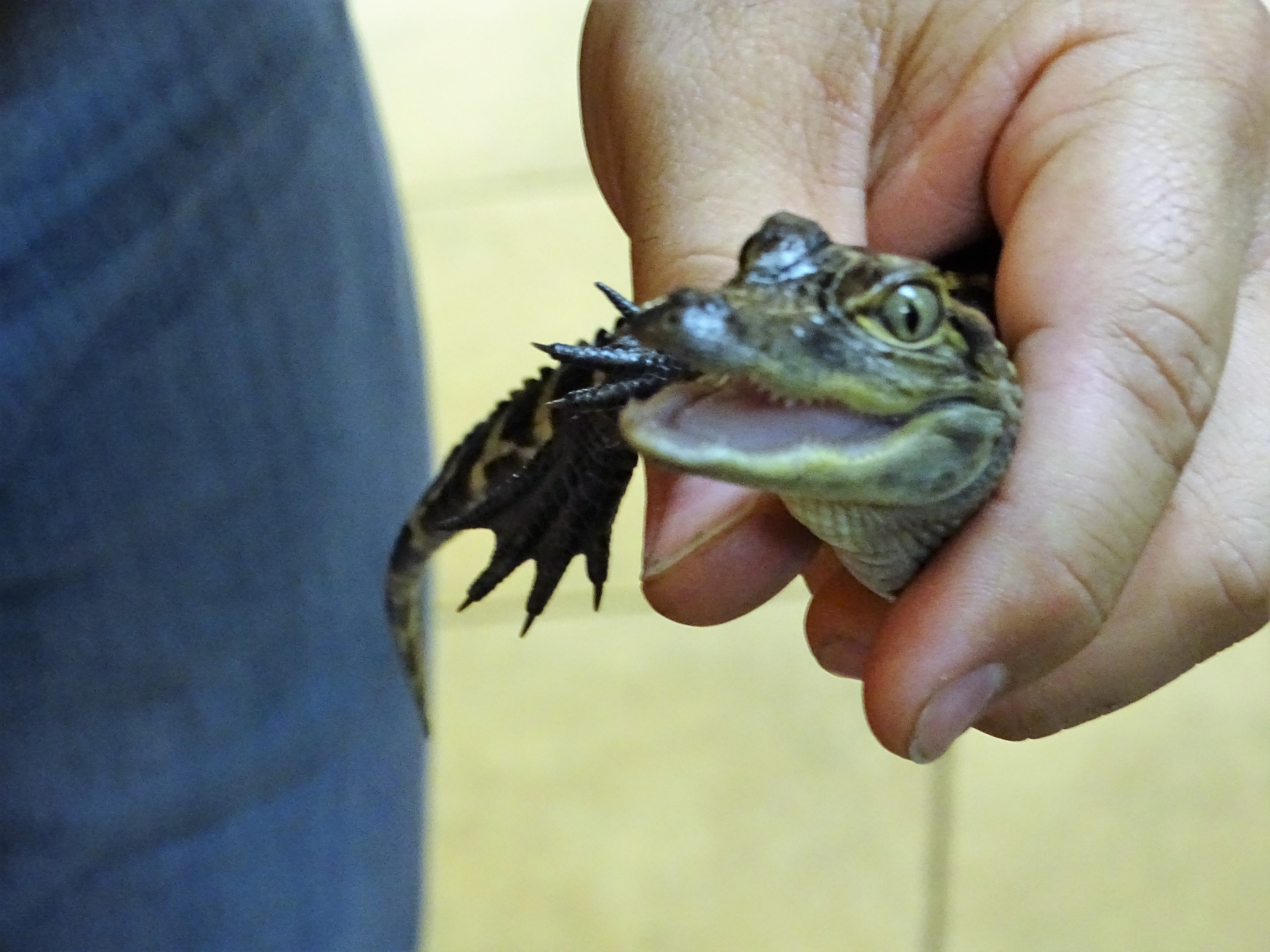 baby alligator at Gatorland