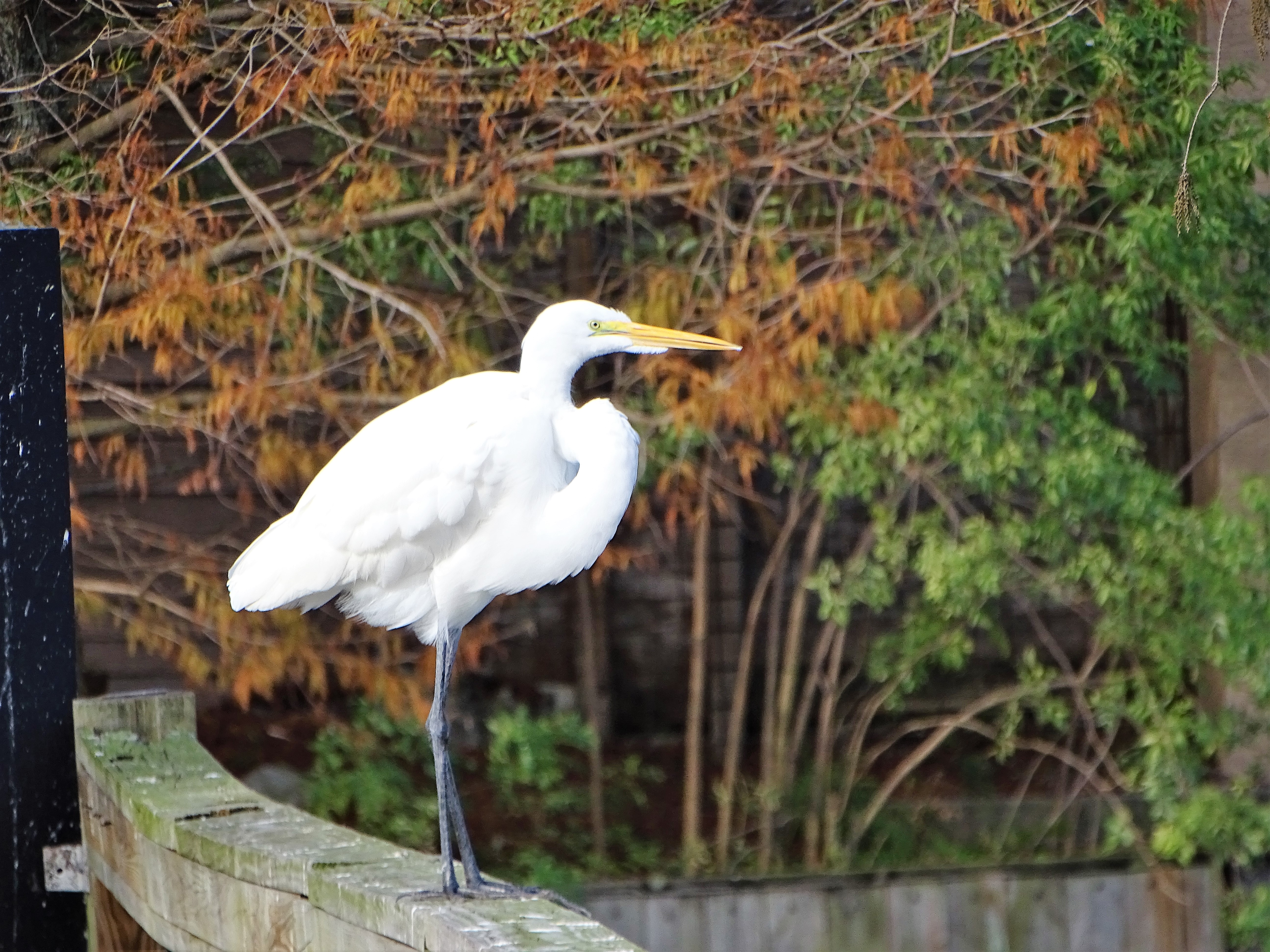bird, photographers pass at Gatorland