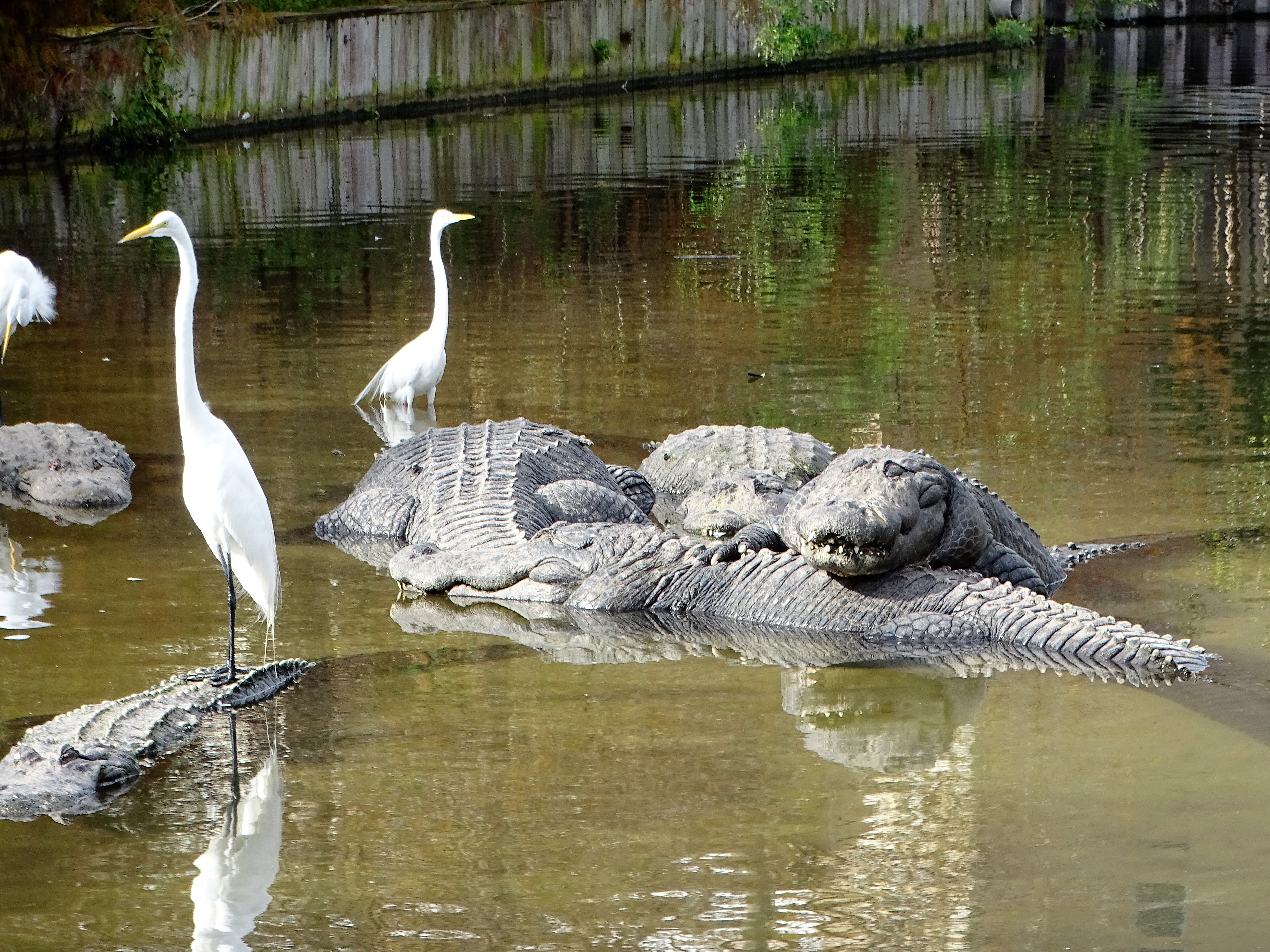 Gators in the pond at gatorland