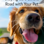 Staying Safe on the Road with Your Pet