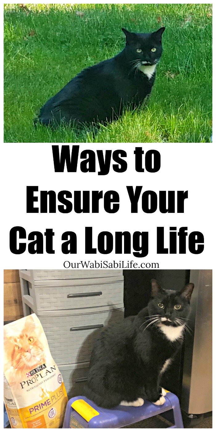 You have a new cat. You want to make sure your cat lives a long life. Use these easy pet caring tips to ensure your cat a long life. 
