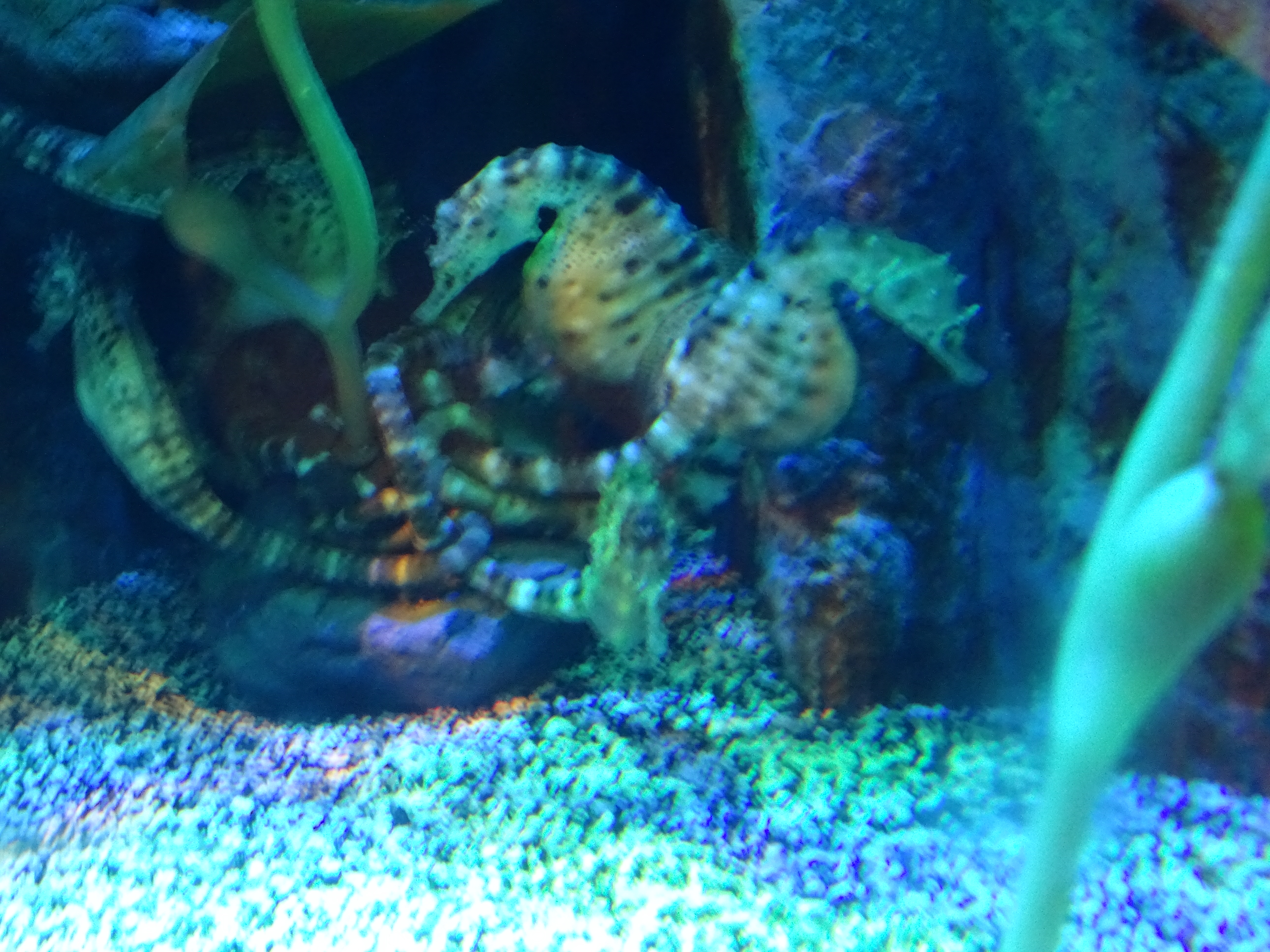 Looking for something to do in Orlando that isn't Disney? Consider visiting SEALIFE Orlando. This small but fun aquarium is packed with sea life to watch.