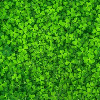clovers for St. patrick's Day