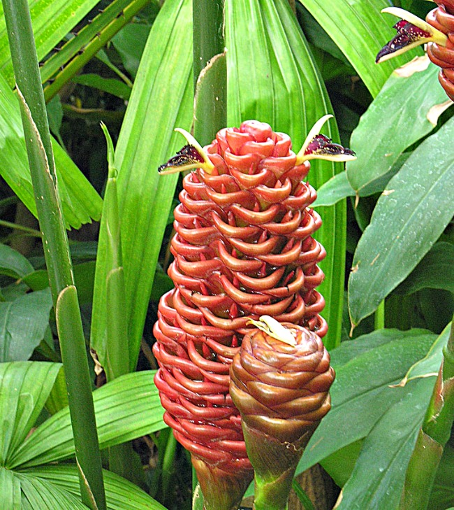 beehive ginger