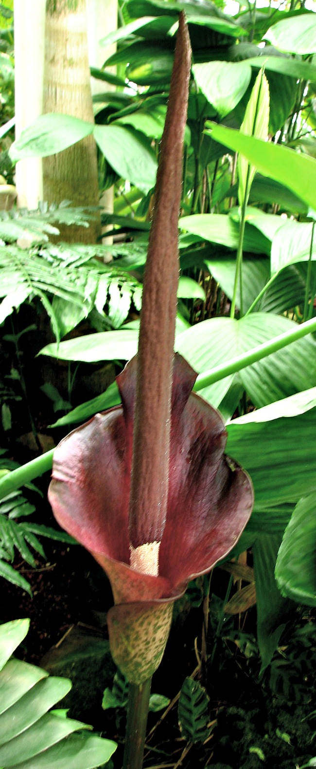 Strange, Freaky, Odd-Looking Tropical Plants and Flowers - Dengarden