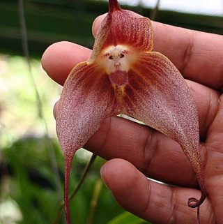 Have you seen some of these weird plants? There are plants that resemble a monkey\'s face, a plant that smells like death, and some that look like skulls. Check out these World's Weirdest Plants.