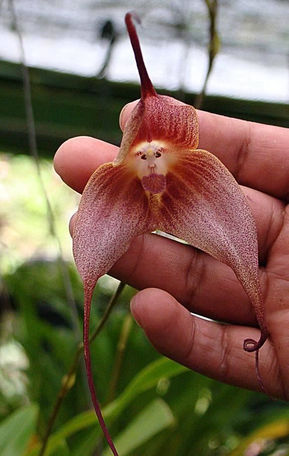 monkey faced orchid