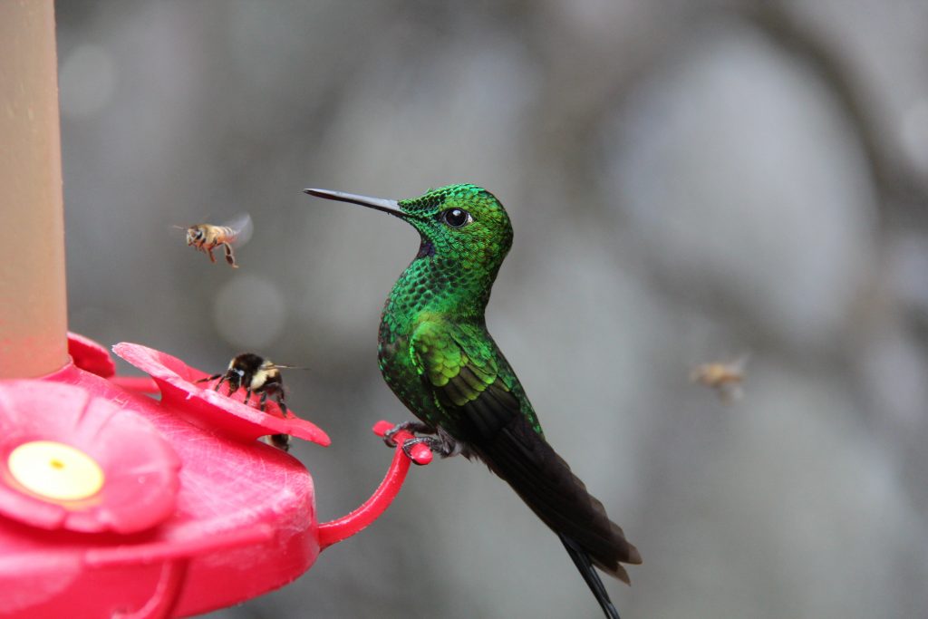 How to Attract Hummingbirds to Your Yard | Our WabiSabi Life