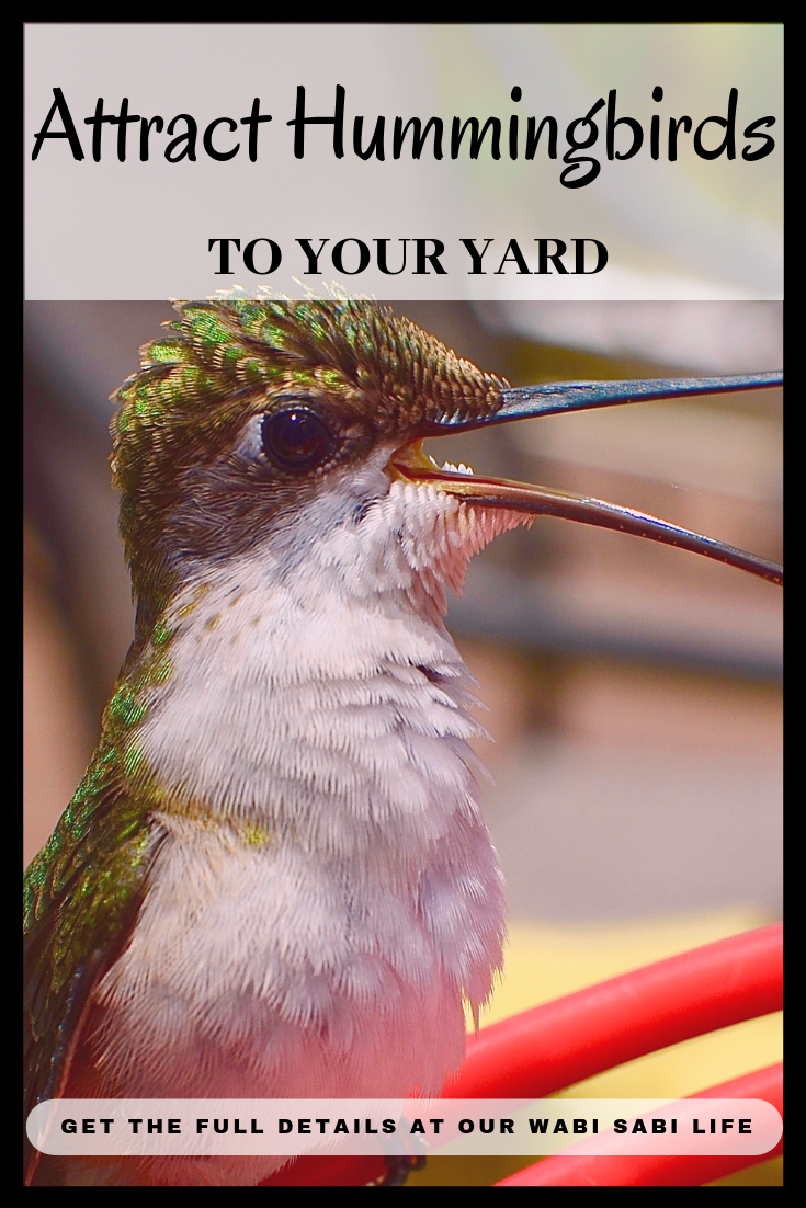 How To Attract Hummingbirds To Your Yard Our Wabisabi Life,Portable Electric Grills