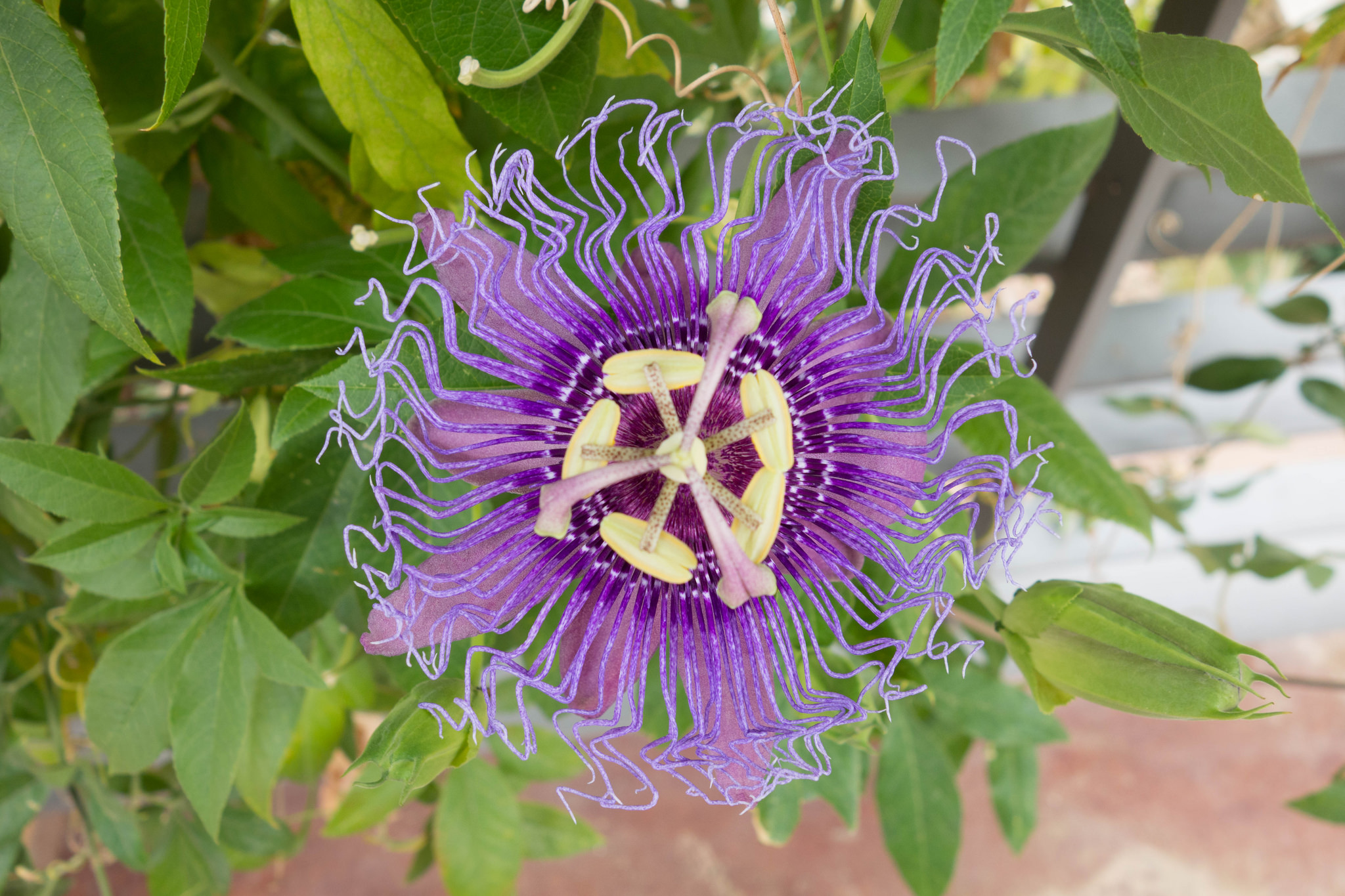 passion fruit flower