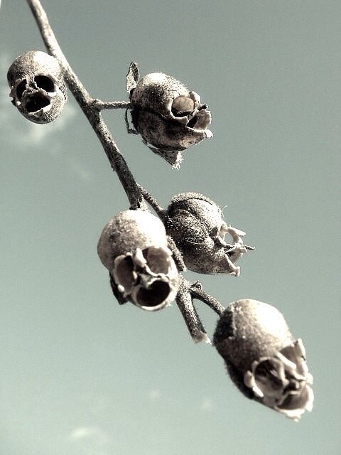 snapdragon seed pod