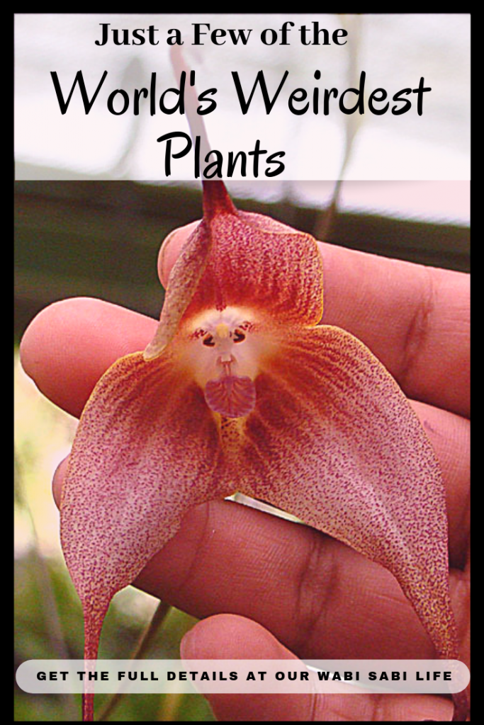 Just a Few of the World's Weird Plants Our WabiSabi Life